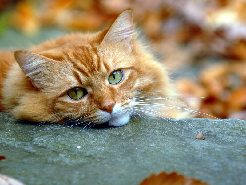 Orange Tabby Cat — Calm, Autumn, Photograph, Leaves