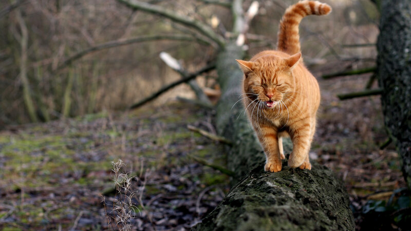 Orange Tabby Cat — Calm, Autumn, Photograph, Log