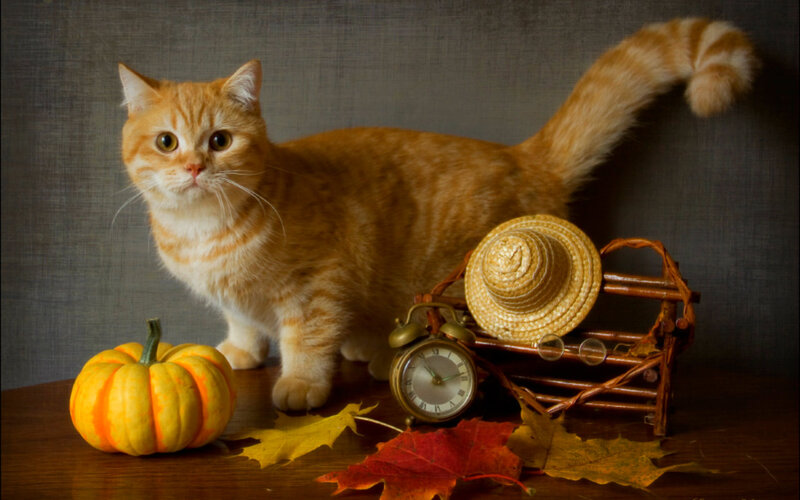 Orange Tabby Cat — Calm, Autumn, Photograph, Pumpkin