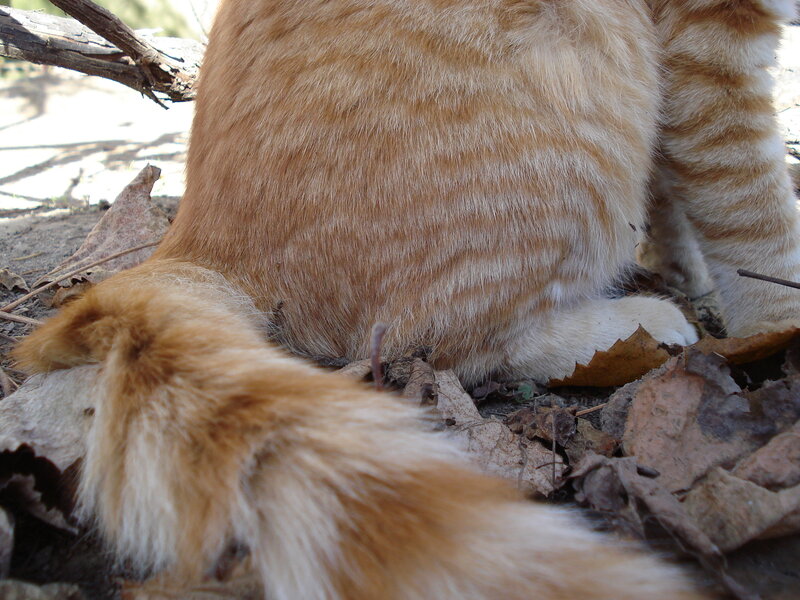 Orange Tabby Cat — Calm, Autumn, Photograph