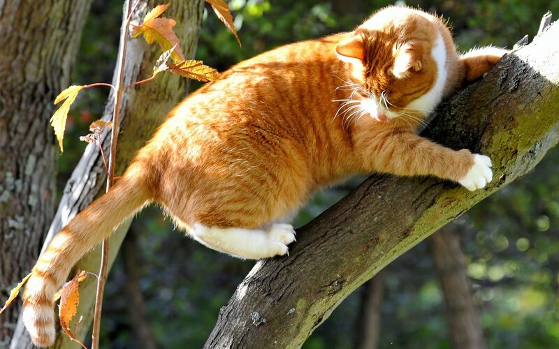 Orange Tabby Cat — Calm, Autumn, Photograph, Tree Branch