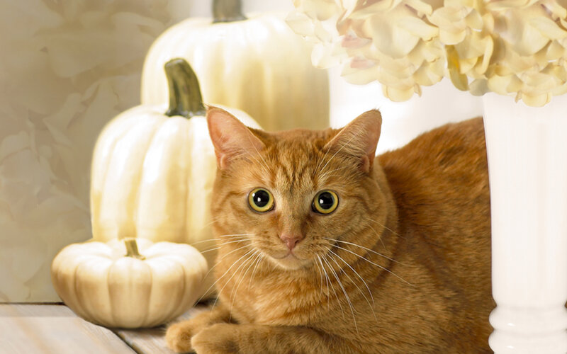 Orange Tabby Cat — Calm, Autumn, Photograph, White Pumpkins