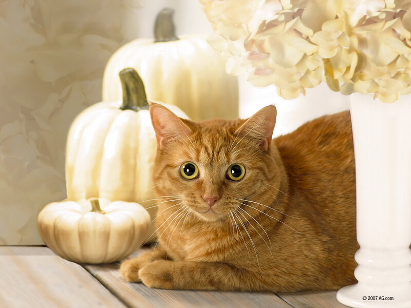 Orange Tabby Cat — Calm, Autumn
