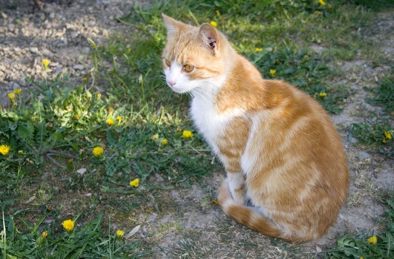 Orange Tabby Cat — Calm, Daytime, Photograph, Grass