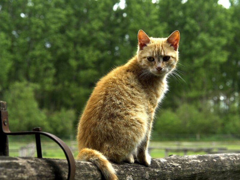Orange Tabby Cat — Calm, Daytime, Photograph