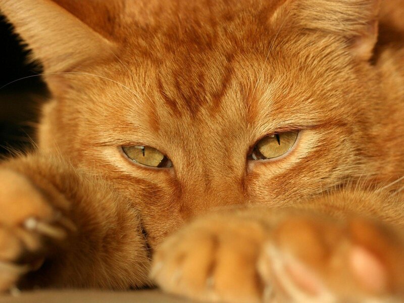 Orange Tabby Cat — Calm, Daytime