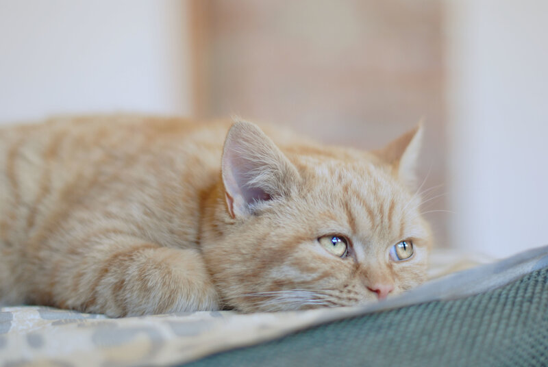 Orange Tabby Cat — Calm, Morning, Photograph, Bed