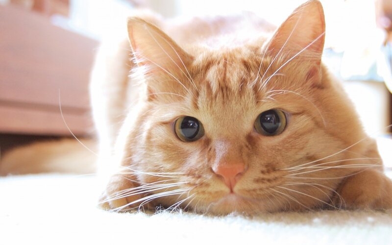 Orange Tabby Cat — Calm, Morning, Photograph, Carpet