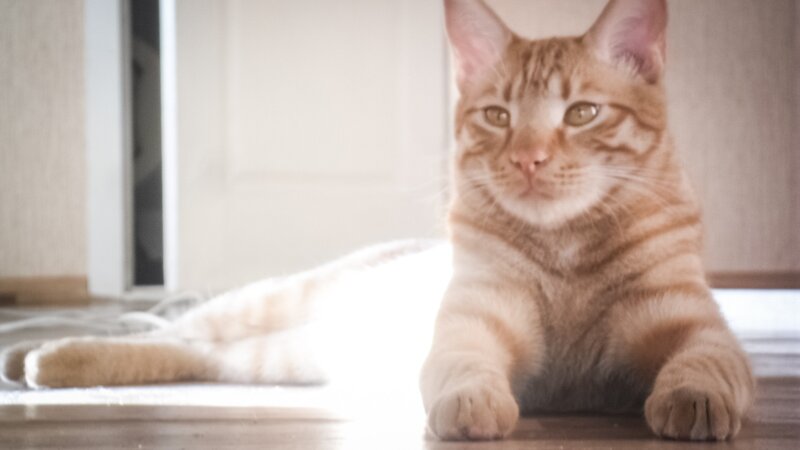 Orange Tabby Cat — Calm, Morning, Photograph, Floor