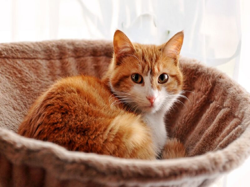 Orange Tabby Cat — Calm, Morning, Photograph