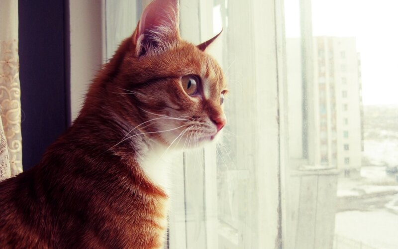 Orange Tabby Cat — Calm, Morning, Photograph, Window, Building