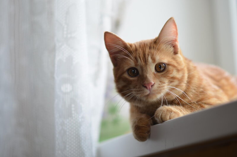 Orange Tabby Cat — Calm, Morning, Photograph, Window Sill