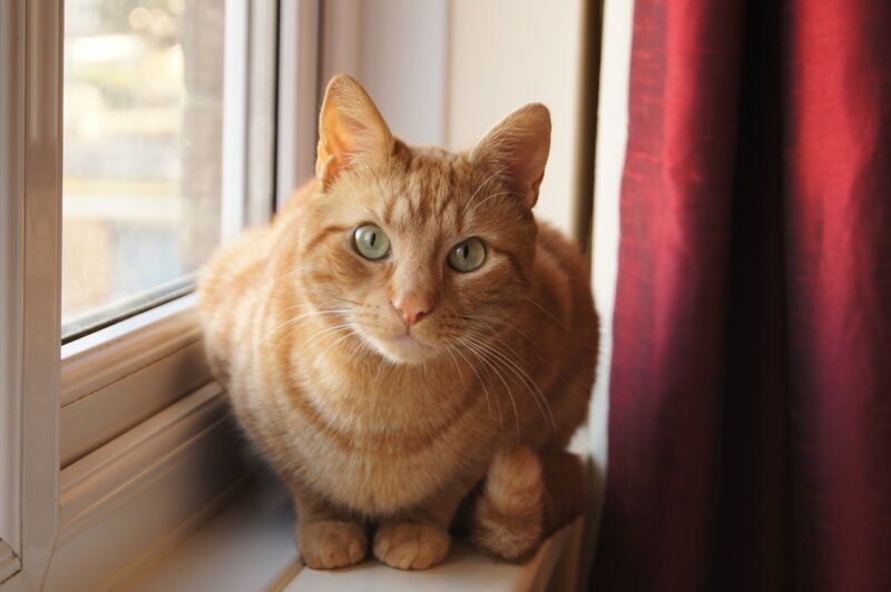 Orange Tabby Cat — Calm, Morning, Photograph, Window