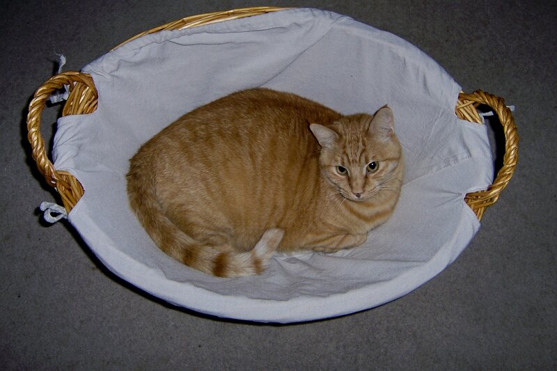 Orange Tabby Cat — Calm, Night, Photograph, Basket