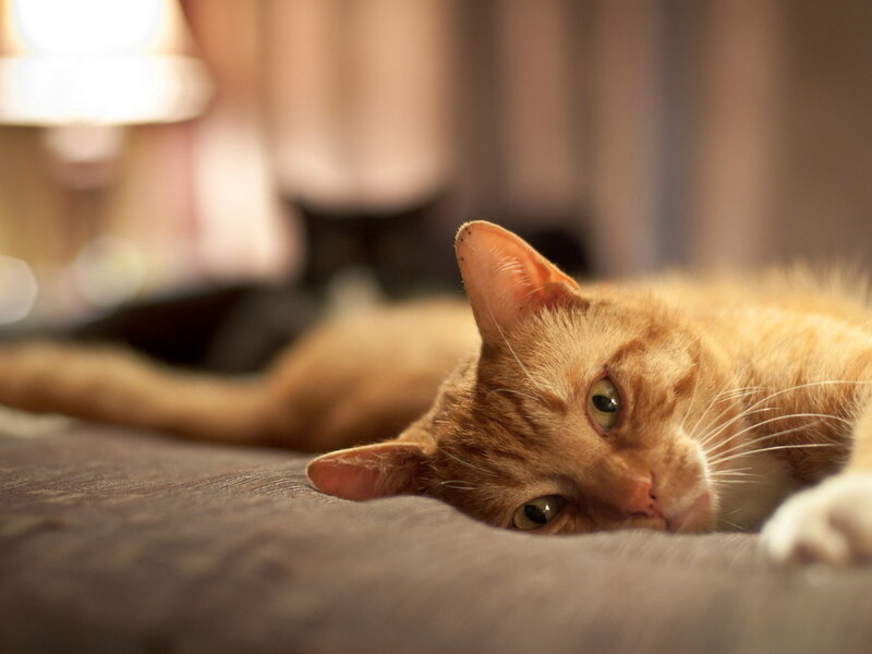 Orange Tabby Cat — Calm, Night, Photograph, Bed, Lamp