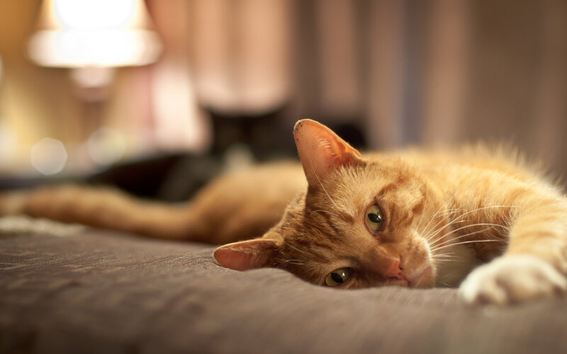 Orange Tabby Cat — Calm, Night, Photograph, Bed