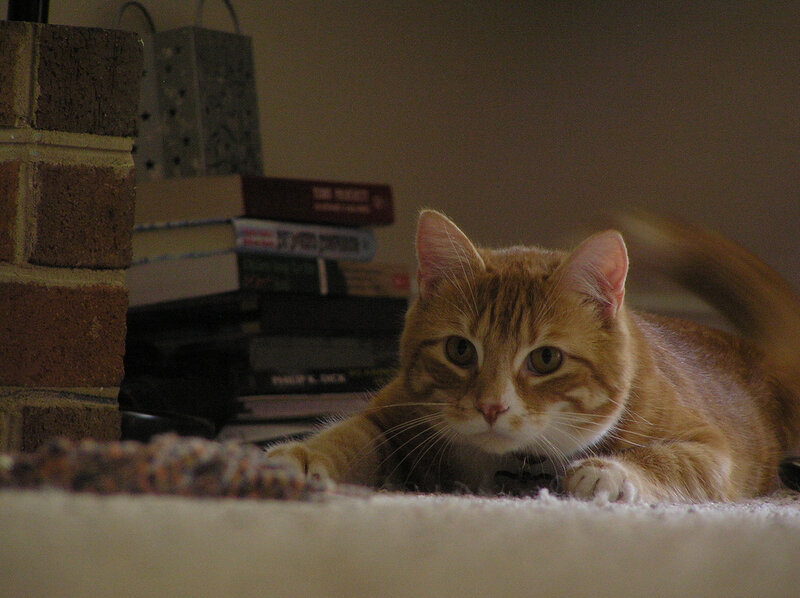 Orange Tabby Cat — Calm, Night, Photograph, Books