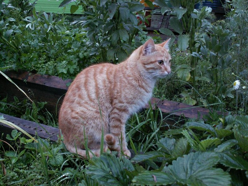 Orange Tabby Cat — Calm, Night, Photograph, Plants
