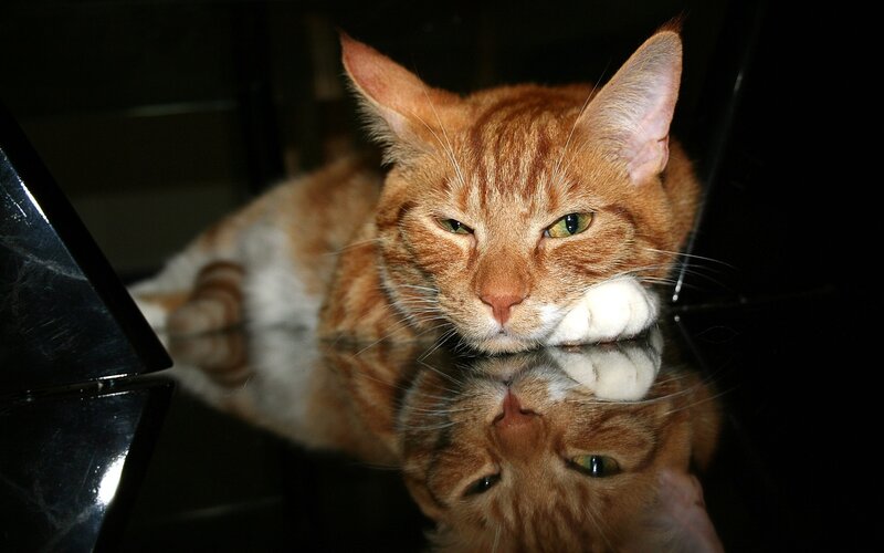 Orange Tabby Cat — Calm, Night, Photograph, Reflection, Piano