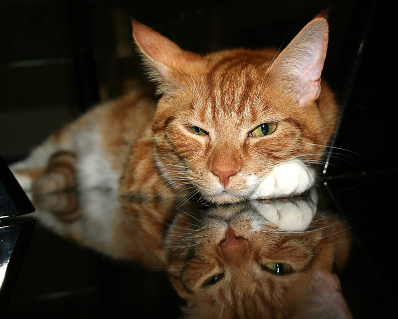 Orange Tabby Cat — Calm, Night, Photograph, Reflection