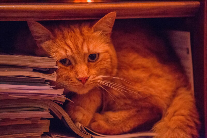 Orange Tabby Cat — Calm, Night, Photograph, Stack of Papers