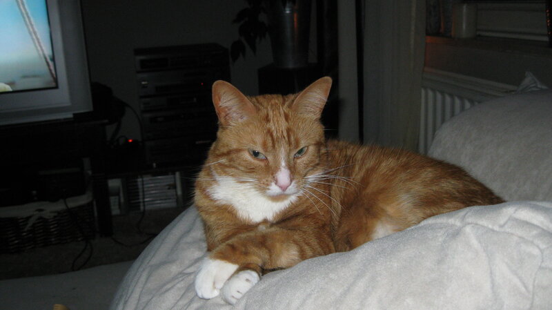 Orange Tabby Cat — Calm, Night, Photograph, Television