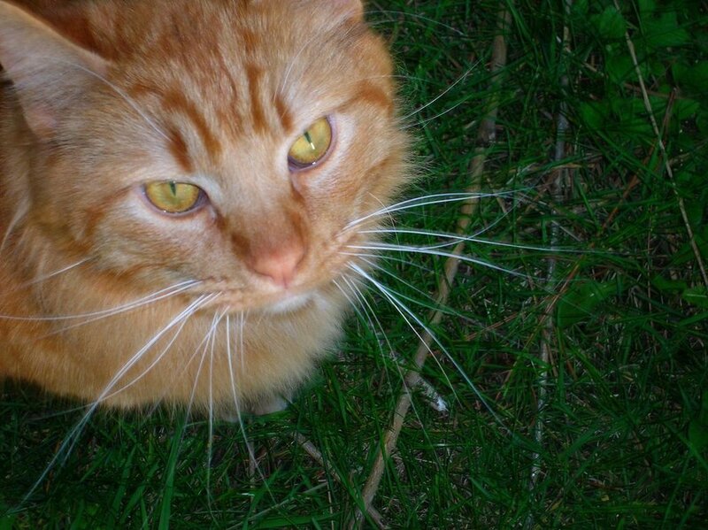 Orange Tabby Cat — Calm, Night