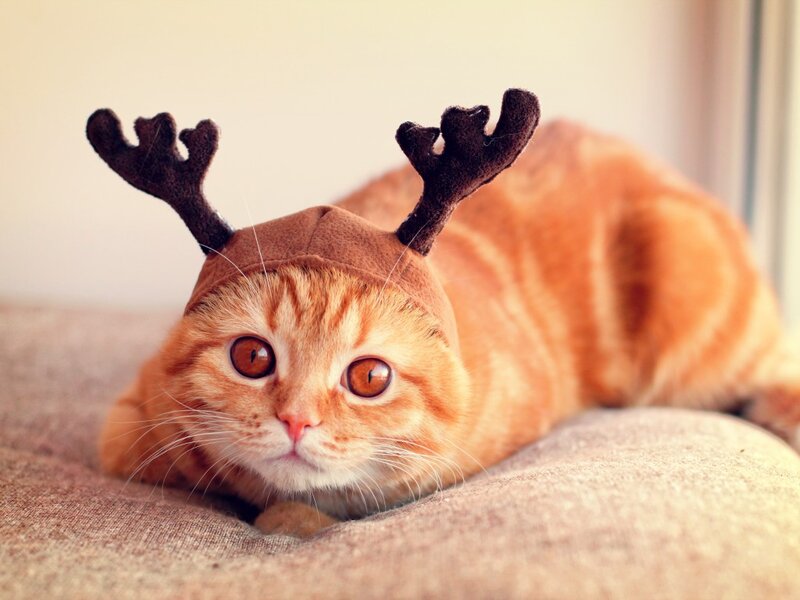 Orange Tabby Cat — Calm, Photograph, Antlers, Hat