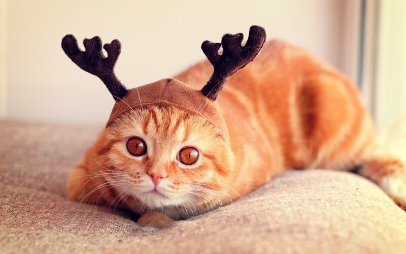 Orange Tabby Cat — Calm, Photograph, Antlers