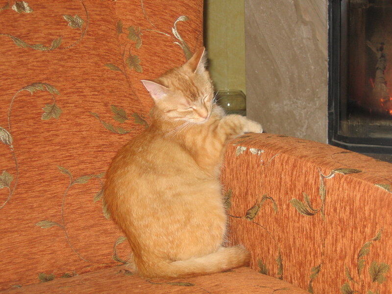 Orange Tabby Cat — Calm, Photograph, Armchair