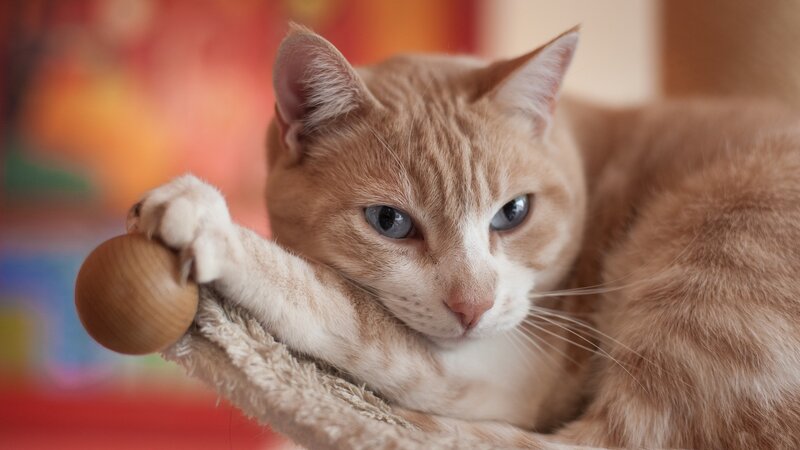Orange Tabby Cat — Calm, Photograph, Ball