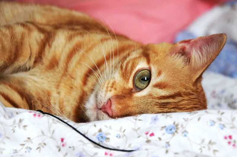 Orange Tabby Cat — Calm, Photograph, Bed, Blanket