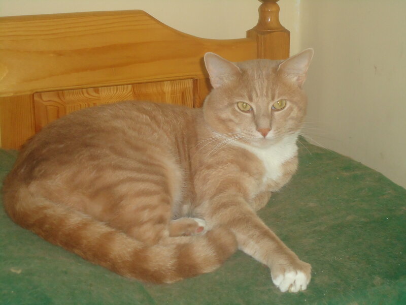 Orange Tabby Cat — Calm, Photograph, Bed