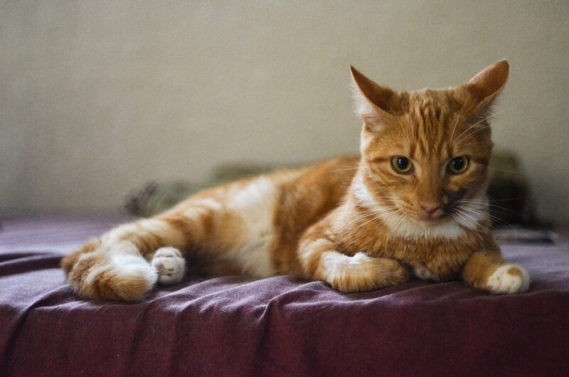 Orange Tabby Cat — Calm, Photograph, Bed, Wall