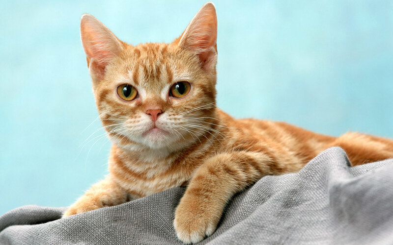 Orange Tabby Cat — Calm, Photograph, Blanket, Blue Background