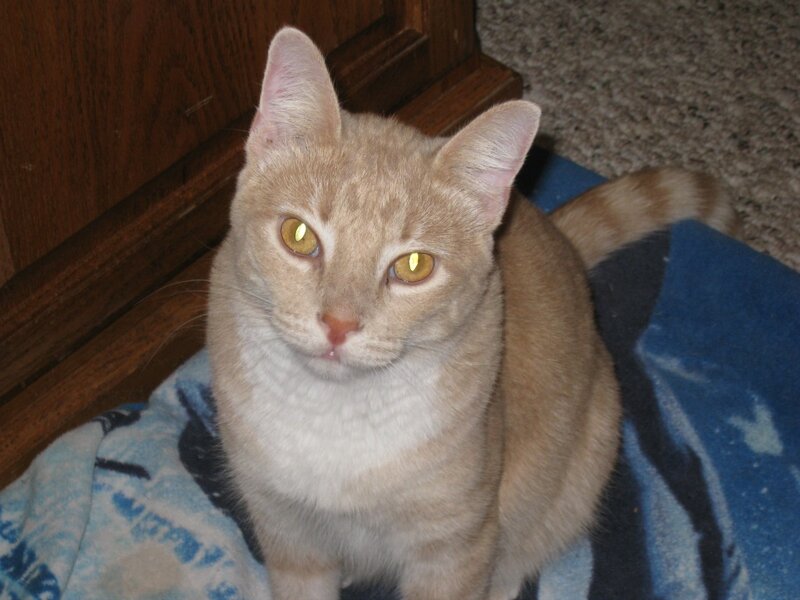 Orange Tabby Cat — Calm, Photograph, Blanket, Carpet