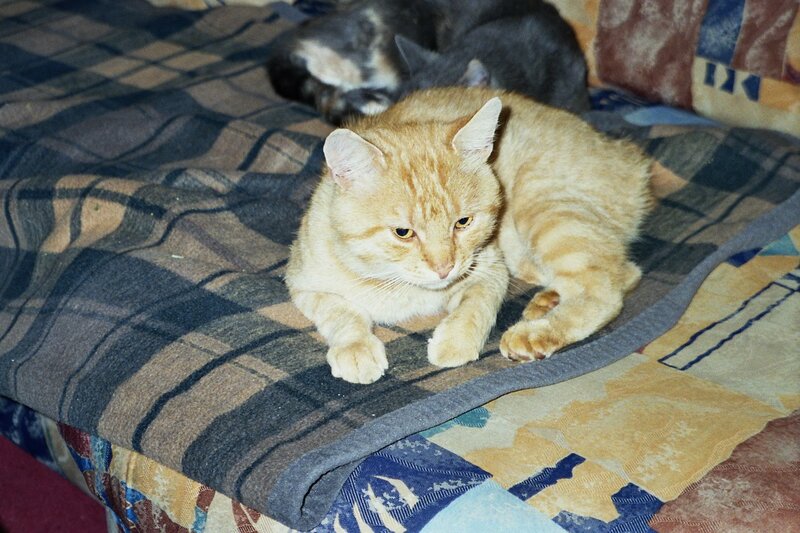 Orange Tabby Cat — Calm, Photograph, Blanket, Couch
