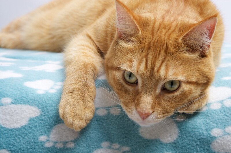 Orange Tabby Cat — Calm, Photograph, Blanket, Paw Prints