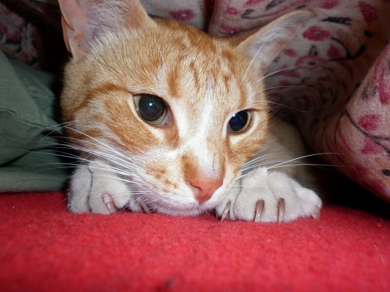 Orange Tabby Cat — Calm, Photograph, Blanket, Paws