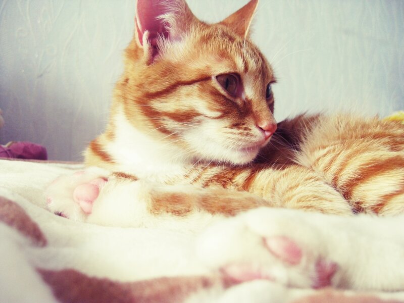 Orange Tabby Cat — Calm, Photograph, Blanket, Pillow