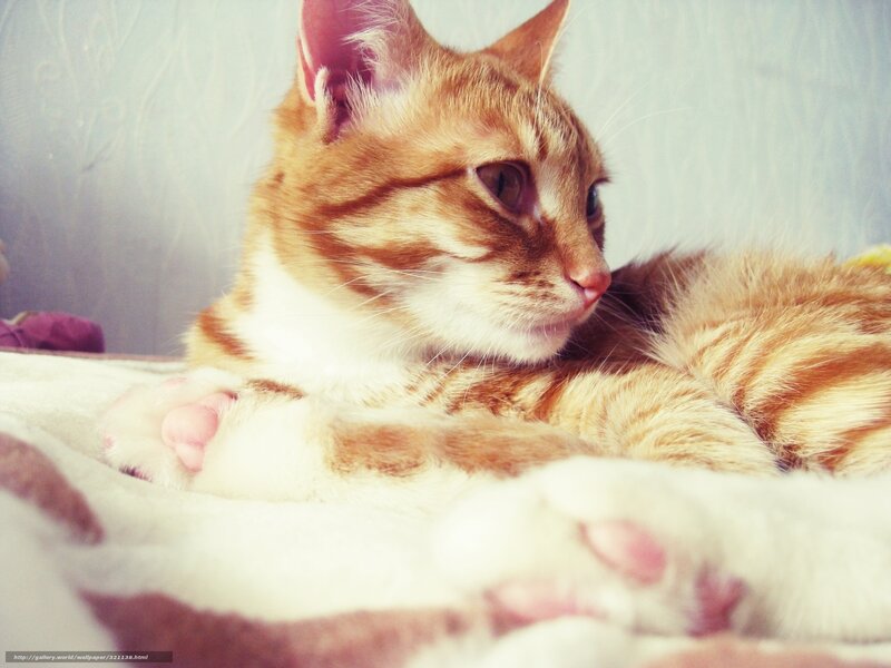 Orange Tabby Cat — Calm, Photograph, Blanket, Wall
