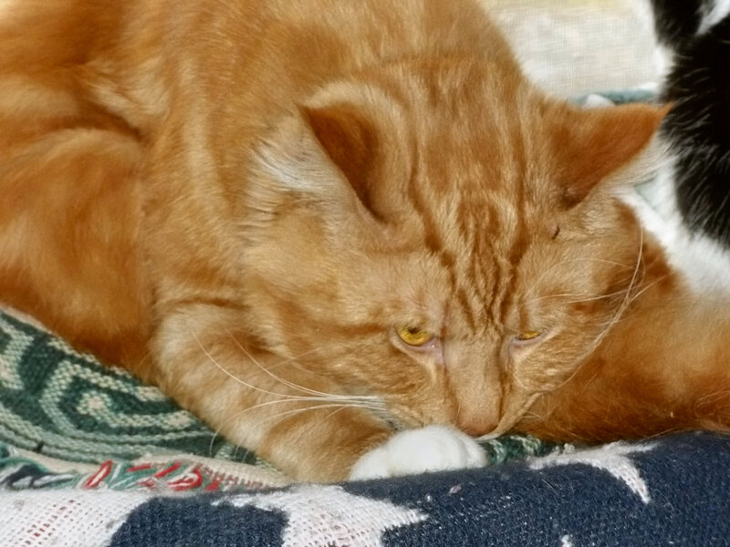 Orange Tabby Cat — Calm, Photograph, Blanket, Whiskers