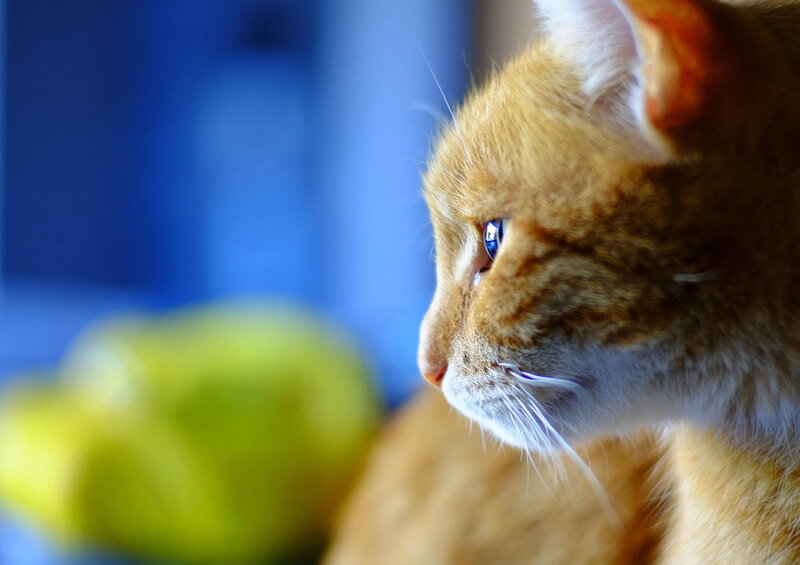 Orange Tabby Cat — Calm, Photograph, Blue Background, Green Object