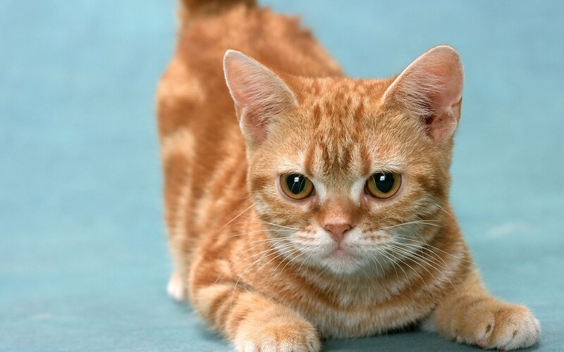 Orange Tabby Cat — Calm, Photograph, Blue Background