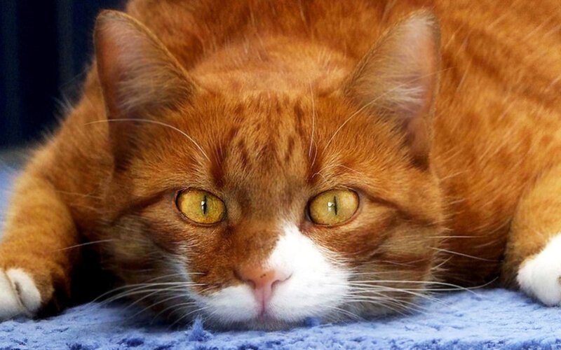 Orange Tabby Cat — Calm, Photograph, Blue Blanket