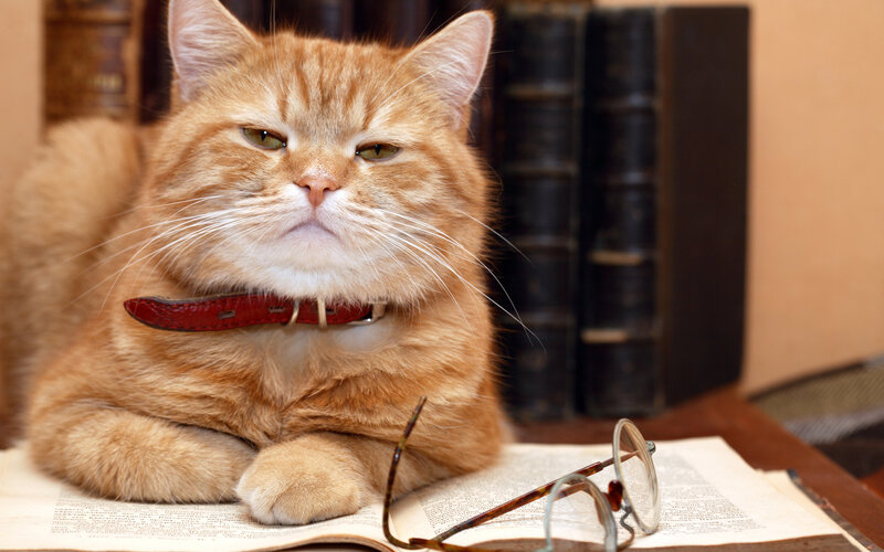 Orange Tabby Cat — Calm, Photograph, Book, Glasses, Collar