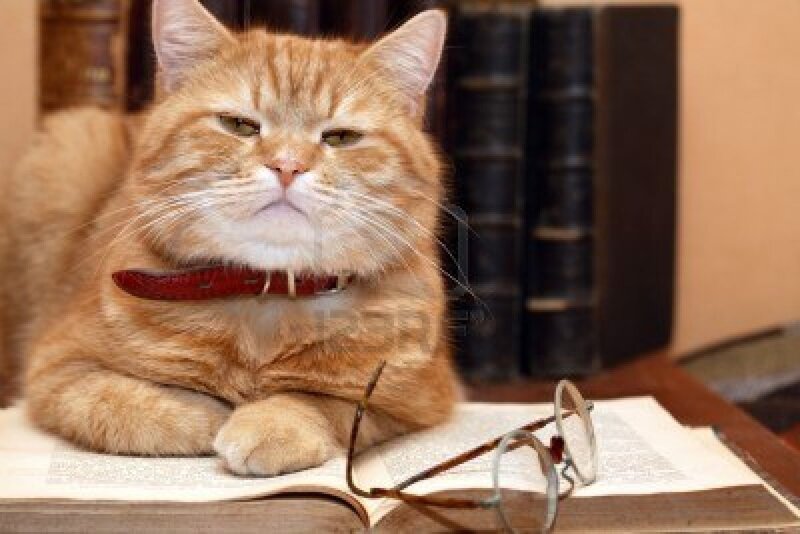 Orange Tabby Cat — Calm, Photograph, Book, Glasses