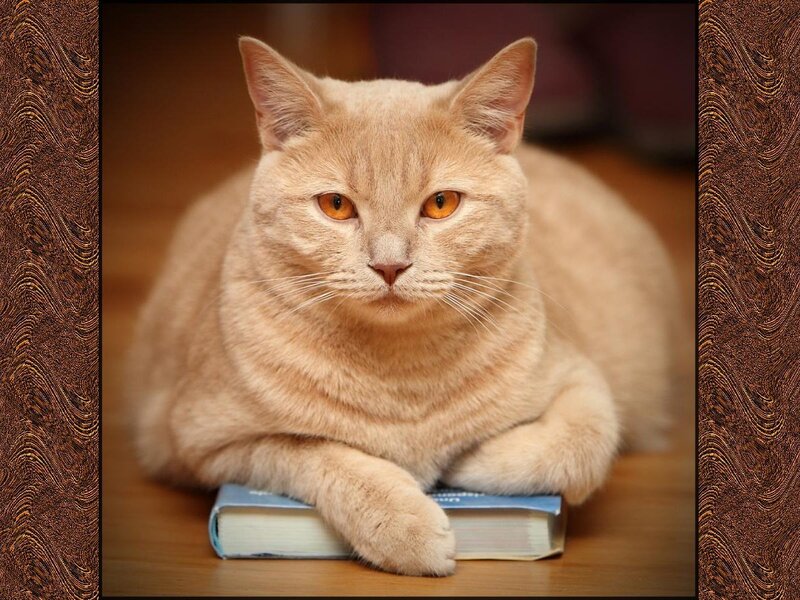Orange Tabby Cat — Calm, Photograph, Book
