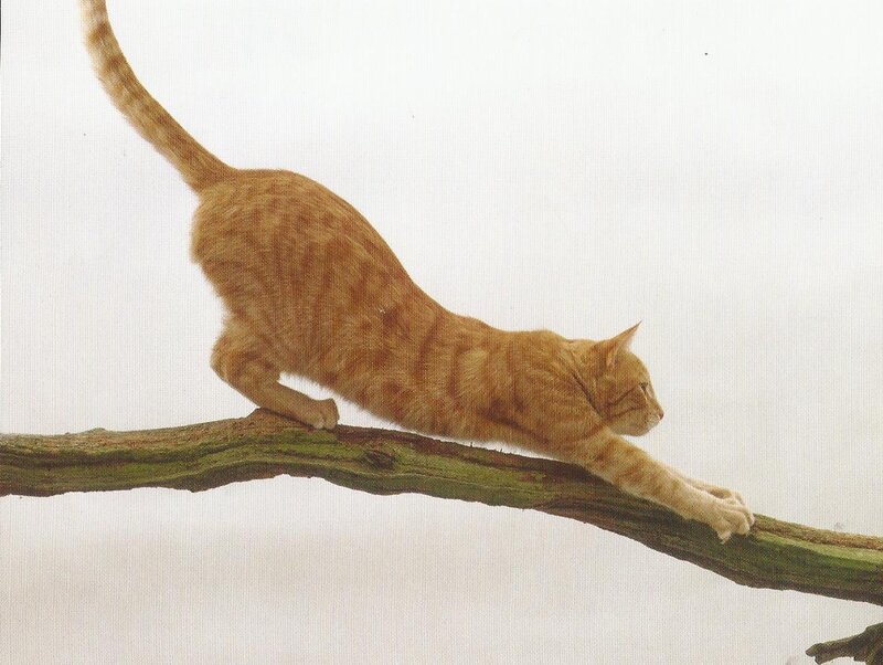Orange Tabby Cat — Calm, Photograph, Branch