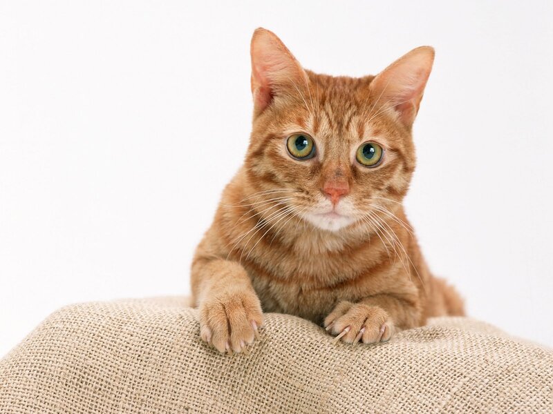 Orange Tabby Cat — Calm, Photograph, Burlap